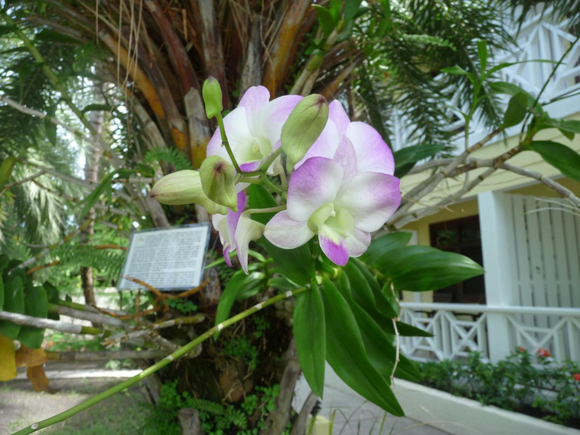 Buccaneer Beach Club Dickenson Bay エクステリア 写真